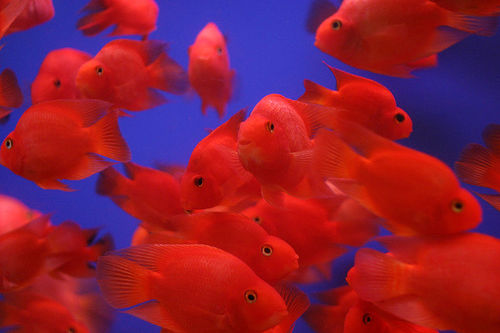 http://limootorsh.persiangig.com/n2/red-parrot-fish-2.jpg